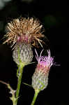 Swamp thistle